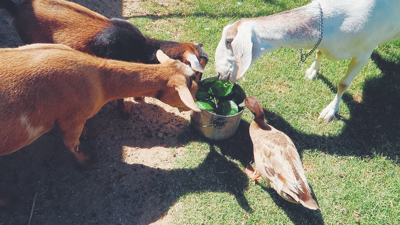 Sharing the Hibiscus Harvest