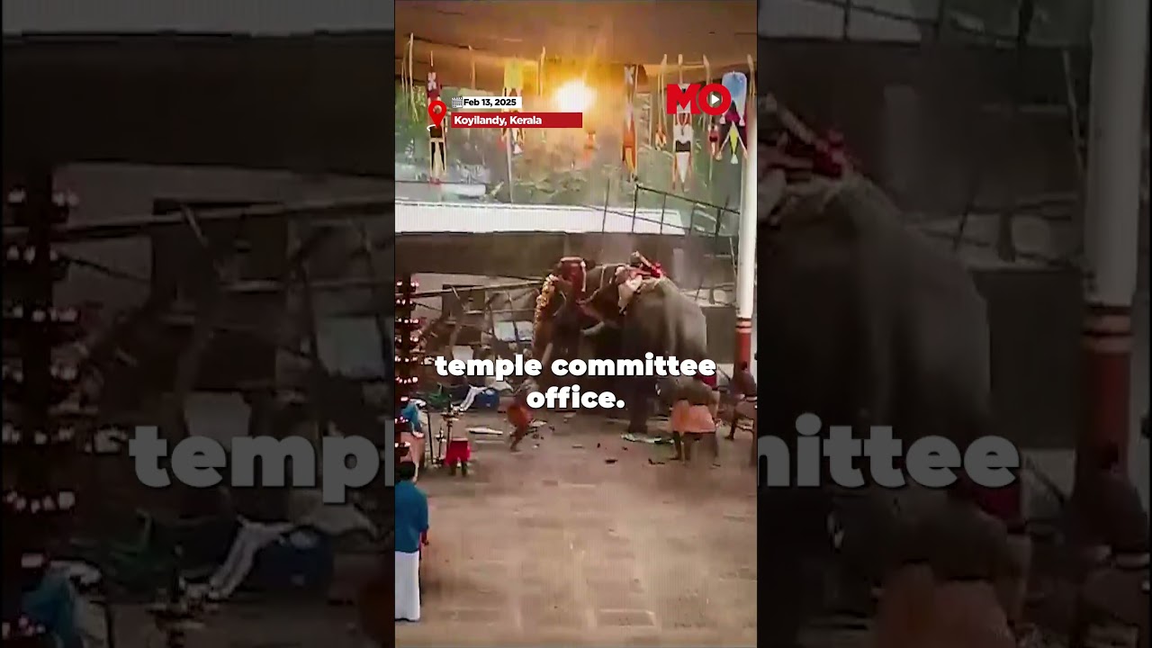 Tragedy Strikes Kerala Festival: Elephant Attack Claims 3 Lives
