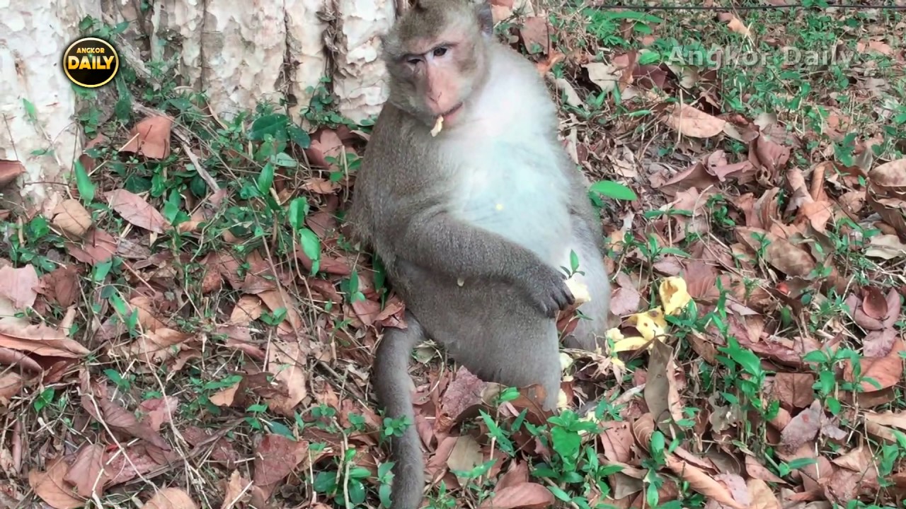 Incredible Baby-Monkeys. [Angkor Daily Part 73