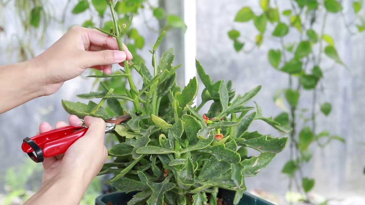 长寿花花后修剪，别光剪花杆，把这些东西也剪掉，恢复长势更快