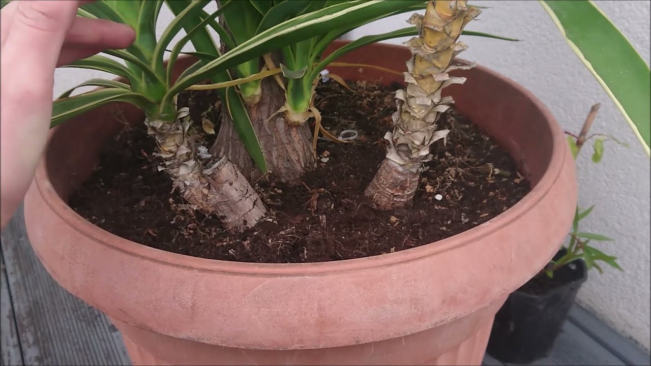Jukka gwatemalska, Yucca elephantipes