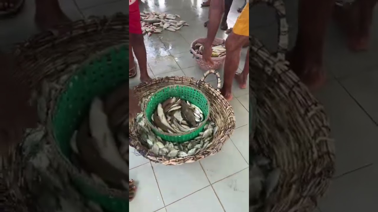 Valvettiththurai fish market #jaffna #fish #fishing #fishcutting #யாழ்ப்பாணம் #trending