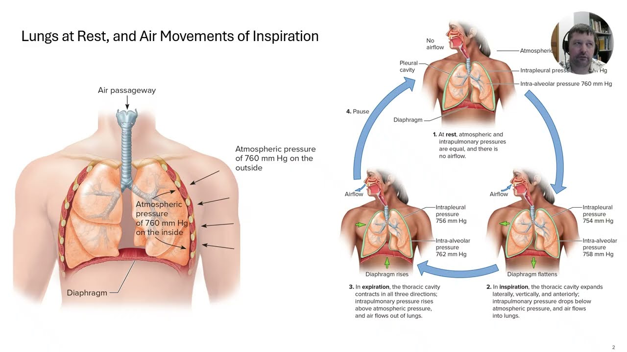 Lecture 14   Respiratory System Part C