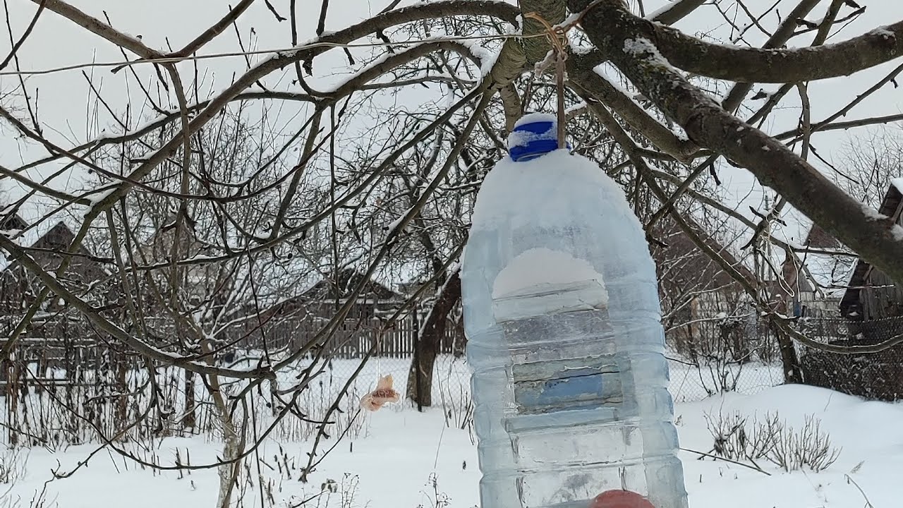 Лесные птицы в огороде.Кормушка- подружка.