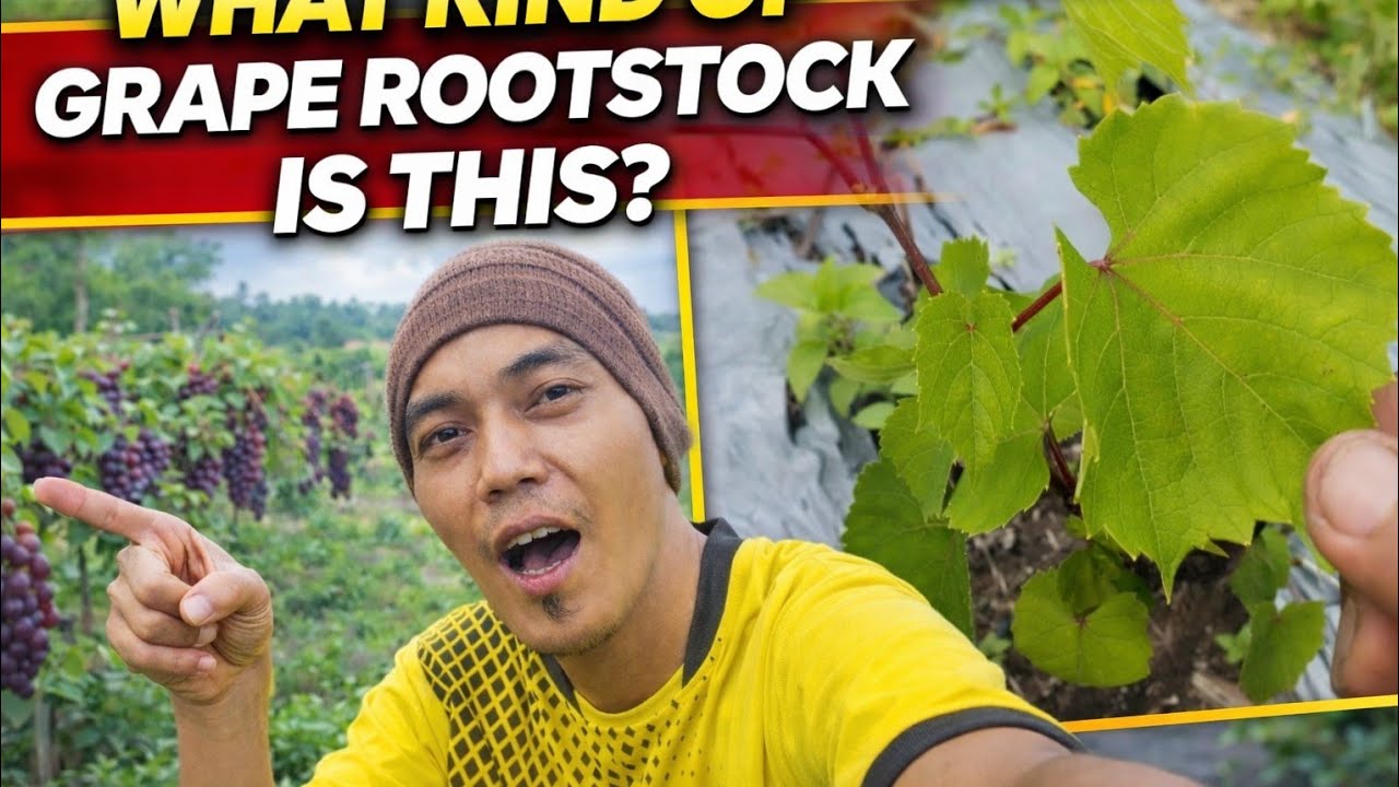 What Kind of Grape Rootstock Is This? 🍇