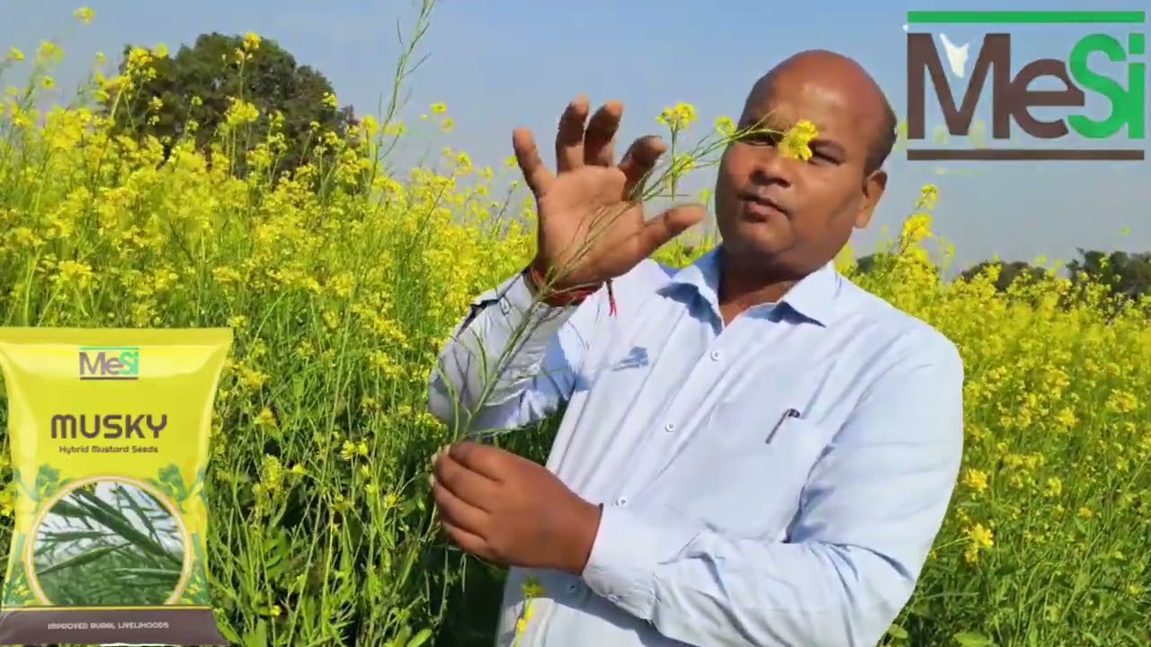 Mandrail Seeds hybrid mustard  Musky excellent results #PAU#mustard 