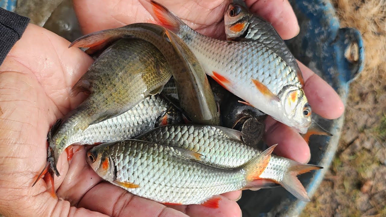 Cast Net fishing beautiful lake view | Peaceful Lake Fishing &ndash; Stress Relief with Nature in HD