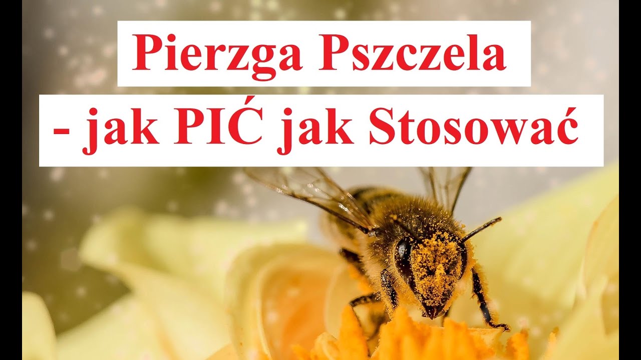 Pierzga Pszczela  - Jak PIĆ jak Stosować Pierzgę