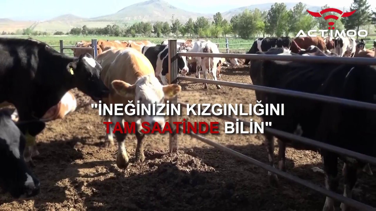 Kızgınlık Tespitinde Uzmanların Tercihi Actimoo