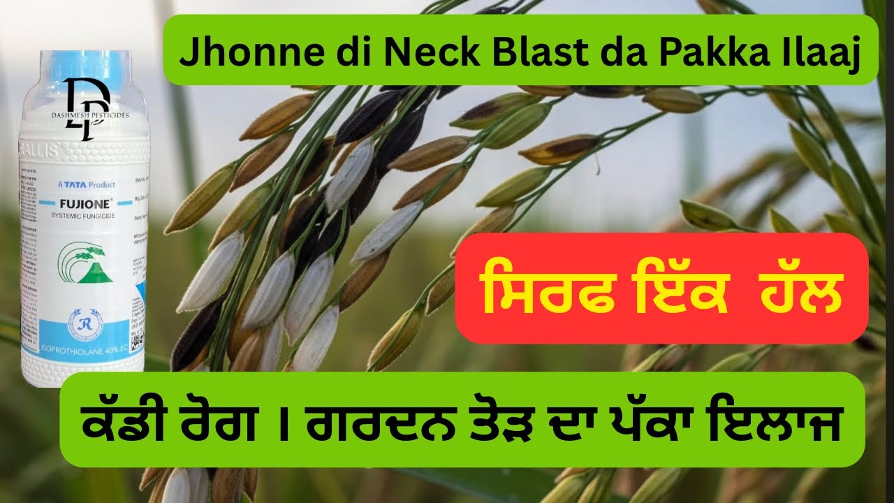 Tata Fujione Fungicide | Rice Neck Blast Best Spray | Pesticide for Paddy Farmers