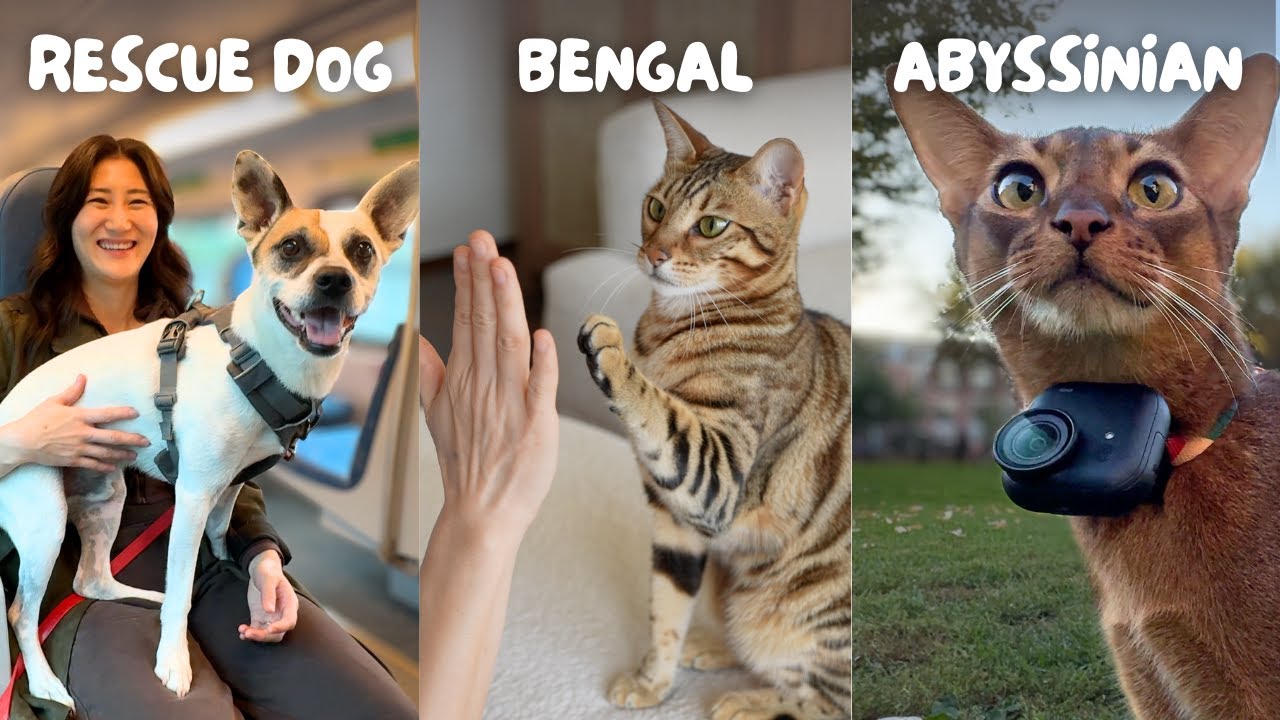 Реалистичная неделя с моей командой зверушек 🐶🐱🐱