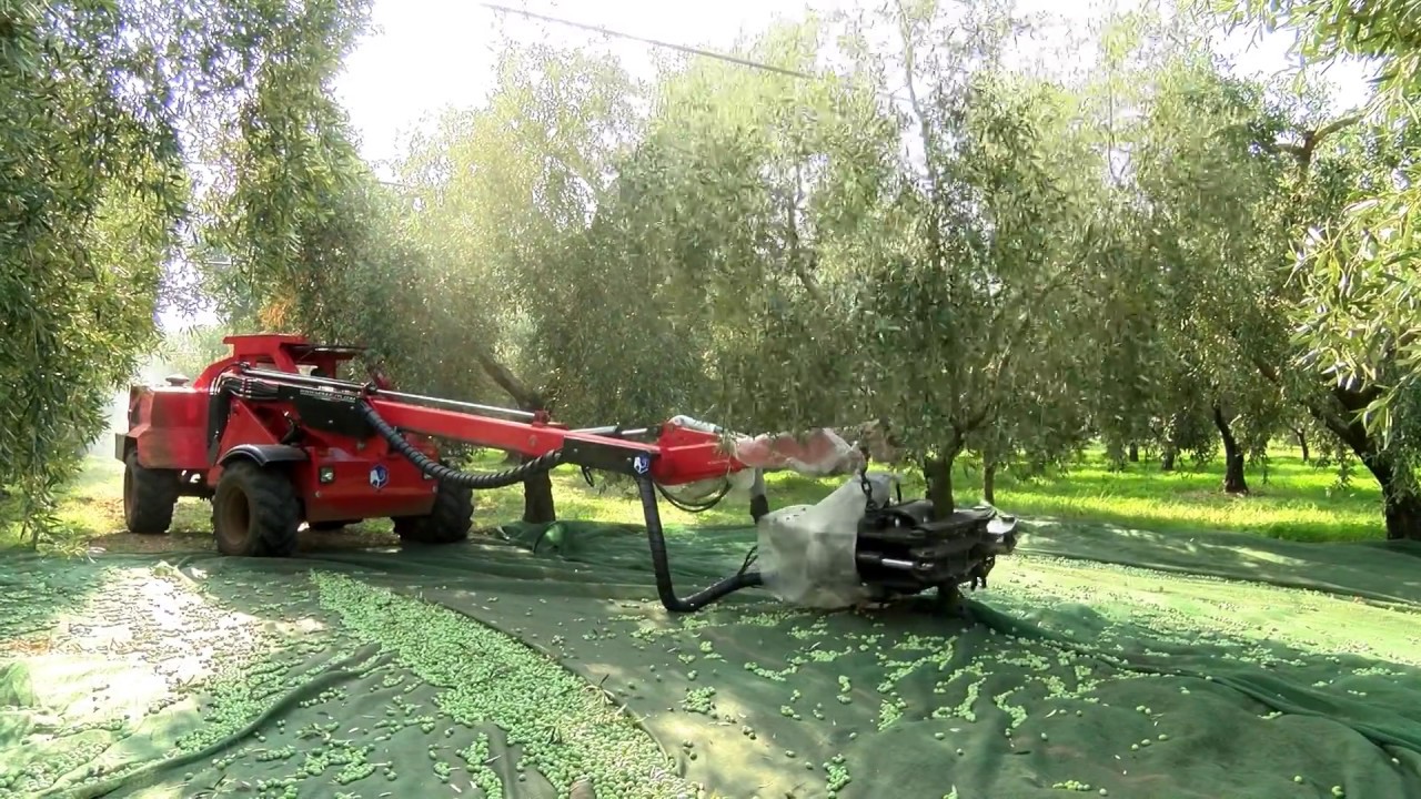 RACCOLTA OLIVE CON MAMUT M130S
