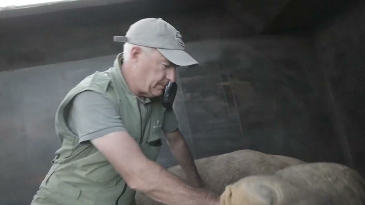 The Triumphant Return of Elephants: A Century-Long Journey