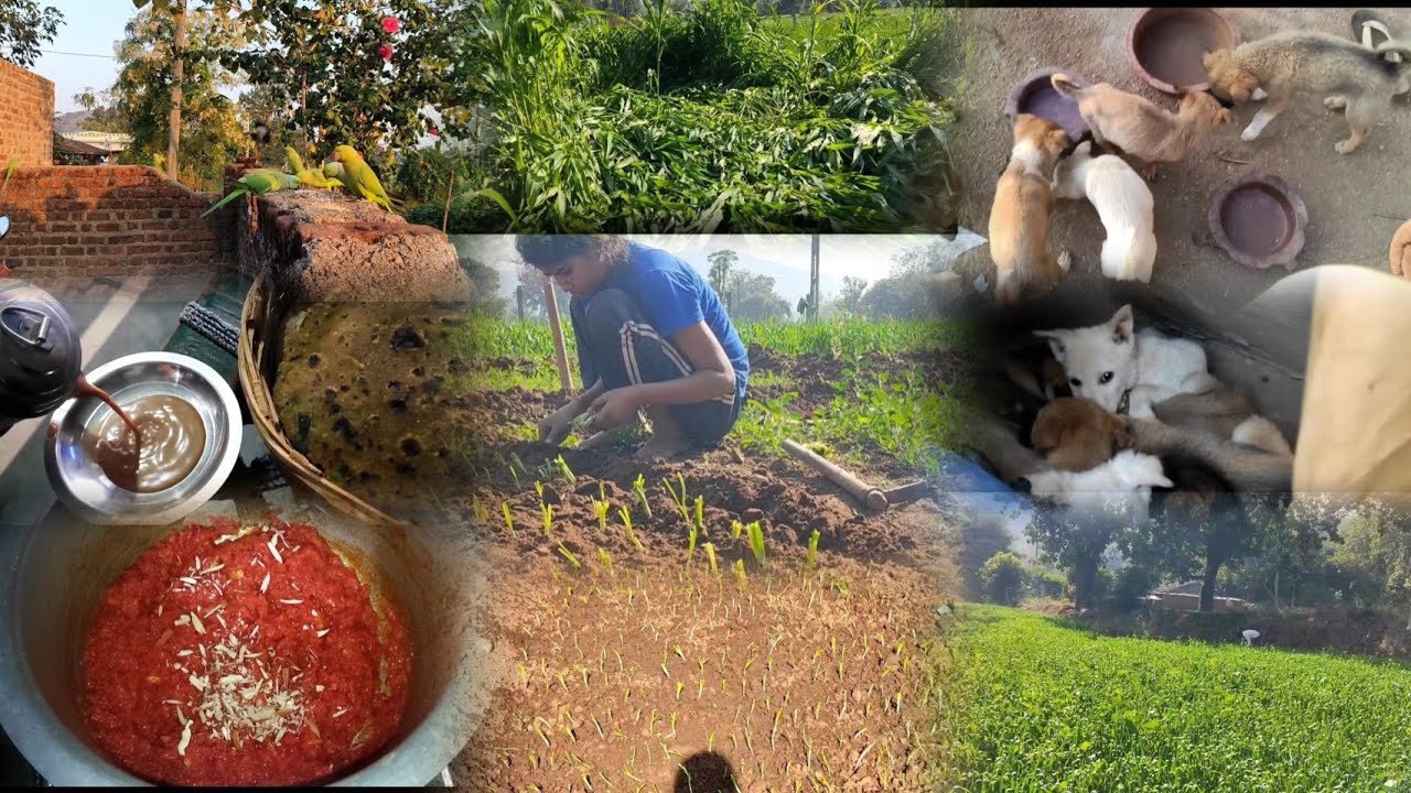 Thand ke season ki kheti part-6. Onion planting, Morning vibe,Gajar ka Halwa banaya.