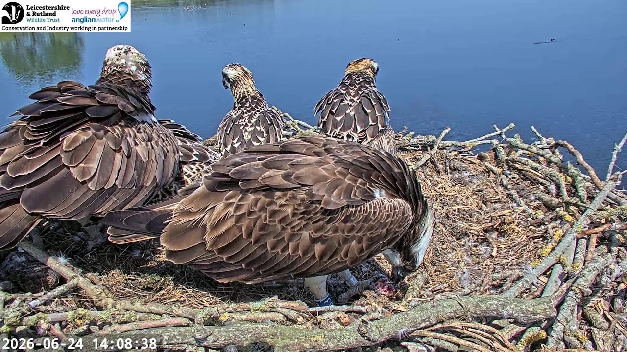 LRWT - Manton Bay Ospreys Live Webcam (Close-up)