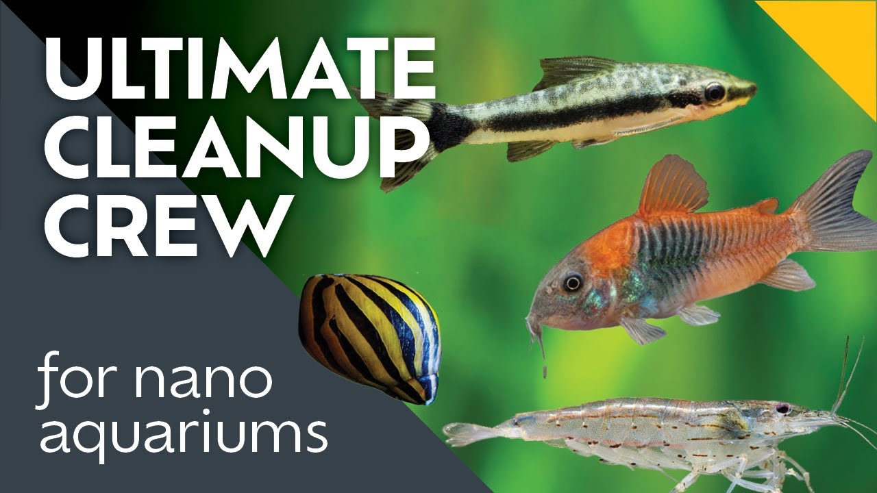 Aquarium Cleaners that Keep Your Tank Spotless!