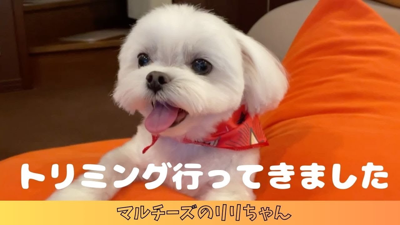 トリミング行ってきました