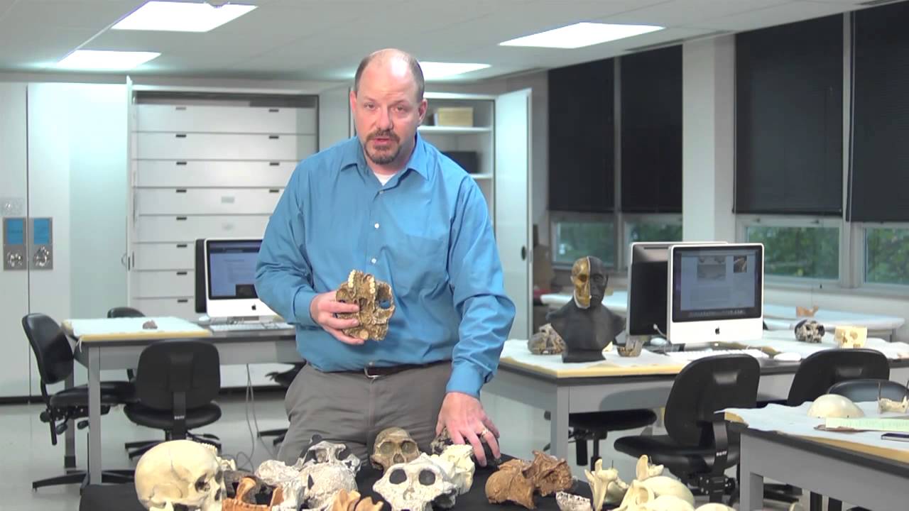 Laboratory session with robust australopithecines