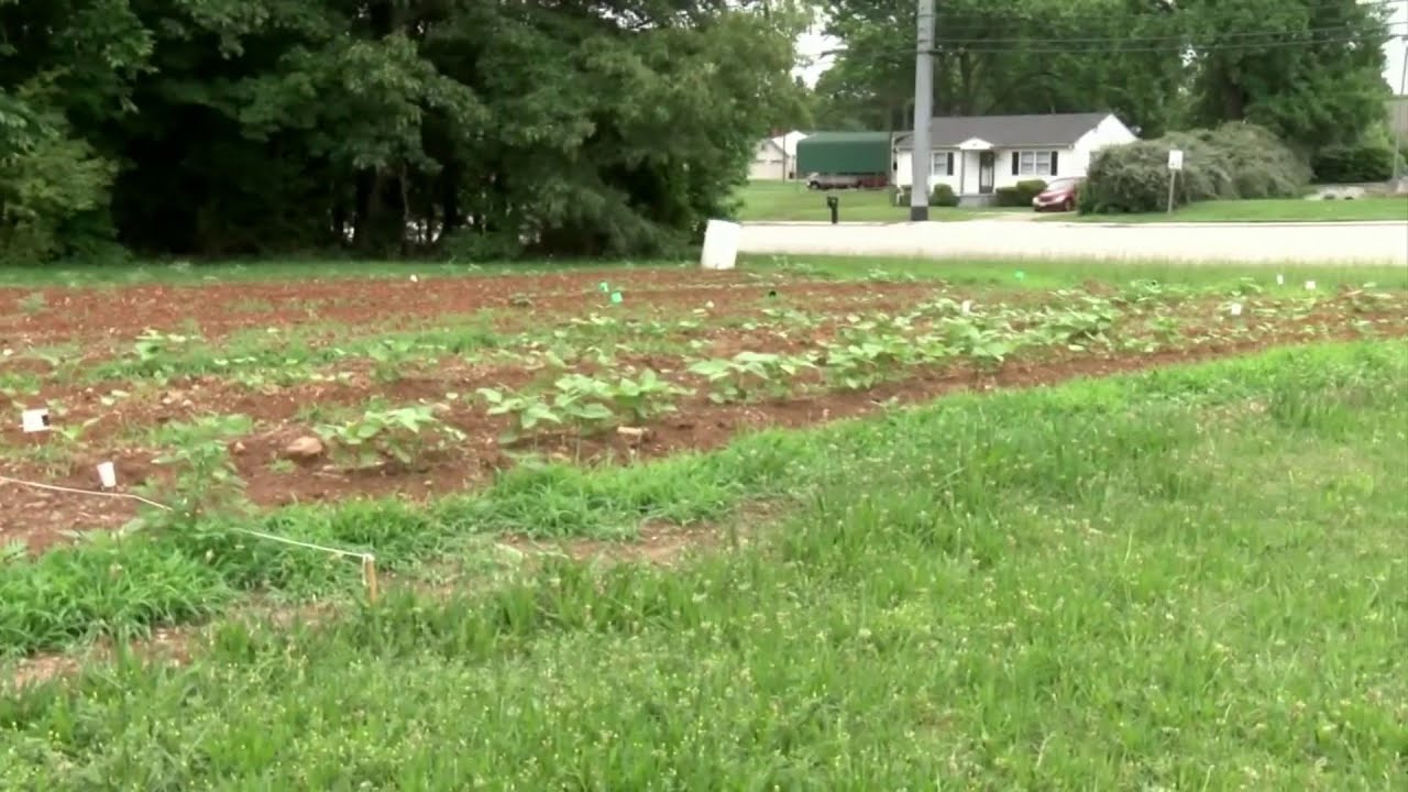 Impact of recent rain on crops