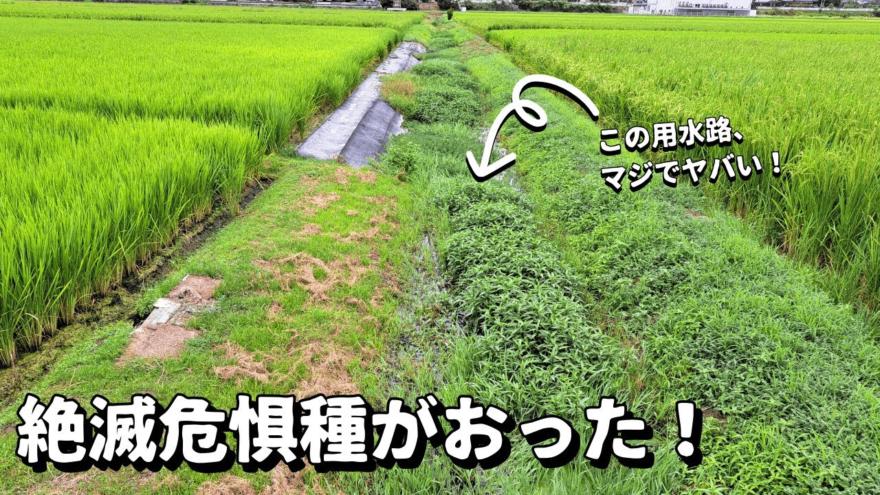 田舎の用水路でガサガサしたら絶滅危惧種がおった！