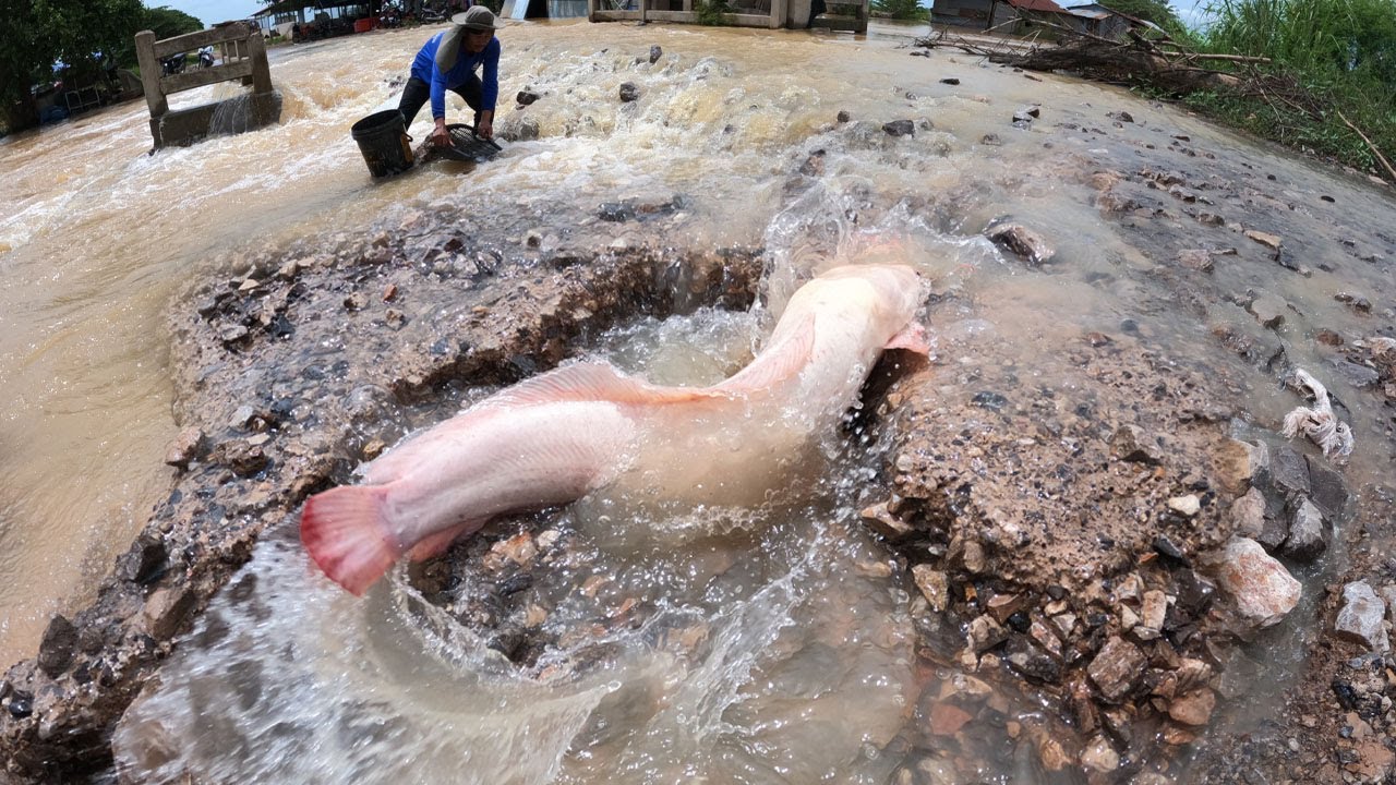 WOW unique! fishing catch a lot of fish in water and pick duck eggs under the grass near village