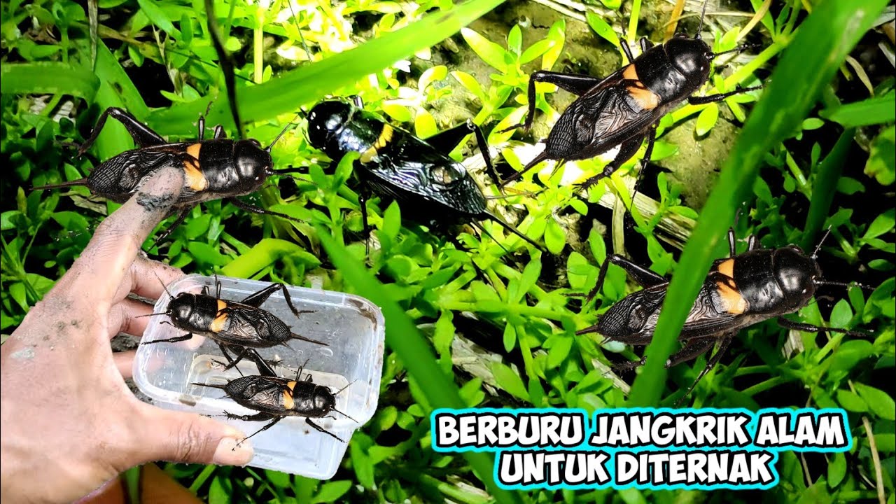 BERBURU JANGKRIK ALAM UNTUK DITERNAK