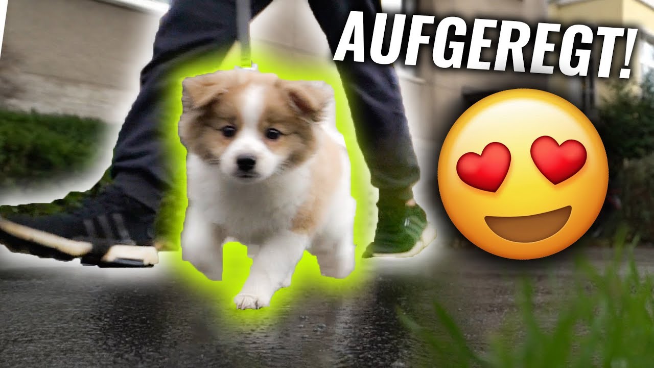 FLASH geht das erste mal SPAZIEREN!