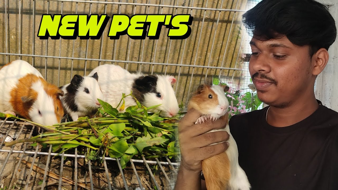 farm এর জন্য নতুন  cute পোষাপ্রাণী আনলাম😍🥰। গিনিপিগ পালন পদ্ধতি । #petsvlog #petlover