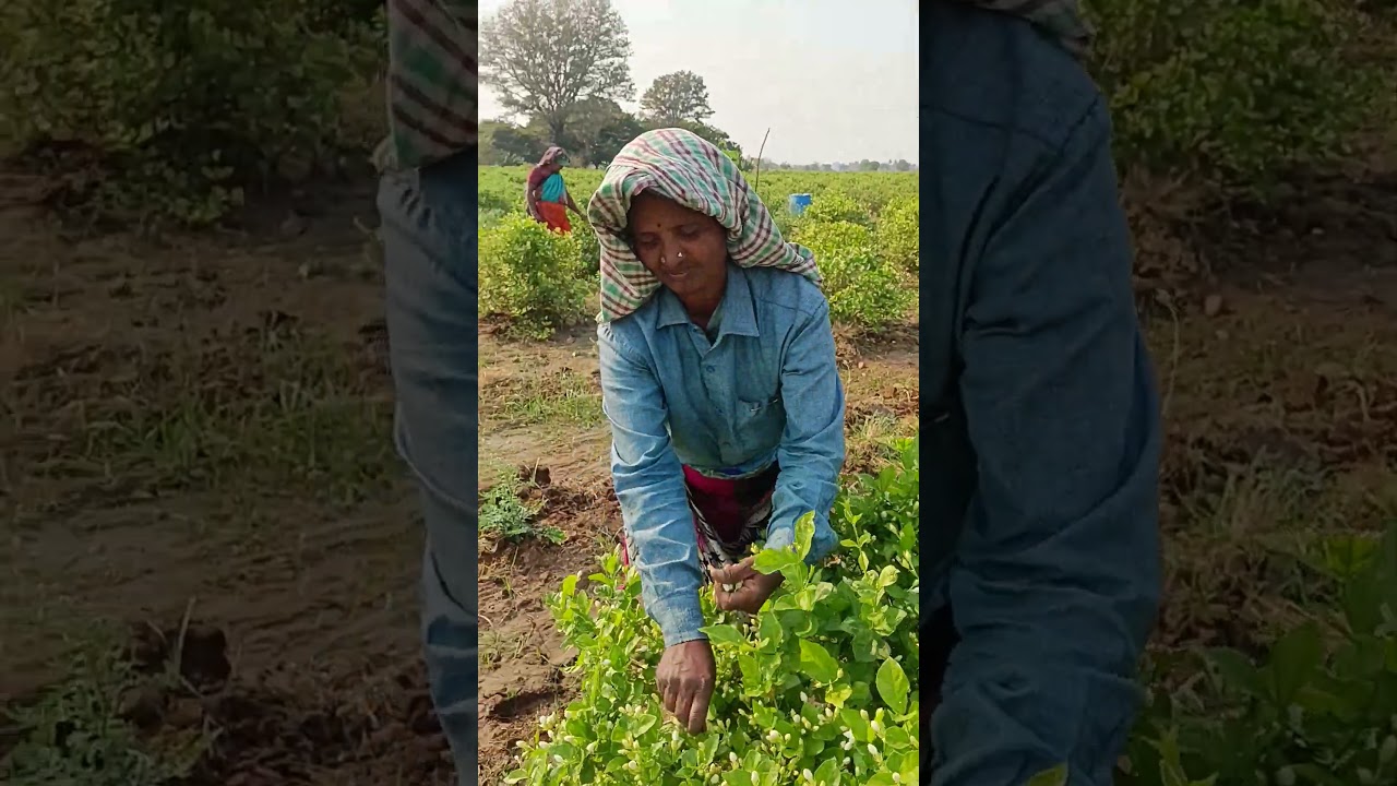 На этом шарообразном цветке нет никаких надписей, это просто цветок.