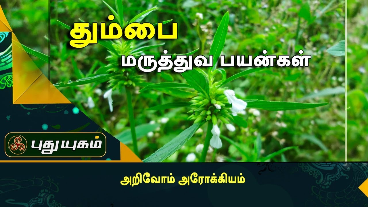 நுரையீரல் நோயை குணப்படுத்தும் தும்பை இலை | அறிவோம் அரோக்கியம் | Puthuyugam TV