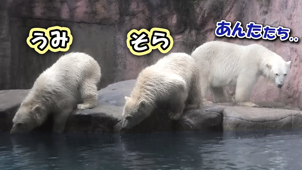 うみ そら ポーラ 赤ちゃん 八木山動物公園｜Polar bear ホッキョクグマ シロクマ｜しろくまTV