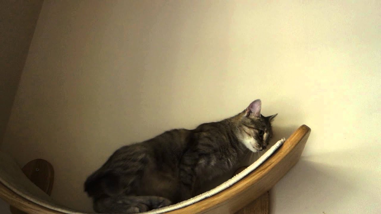 Kociarnia - Kocia Kawiarnia w Krakowie / Cat Cafe in Cracow, Poland