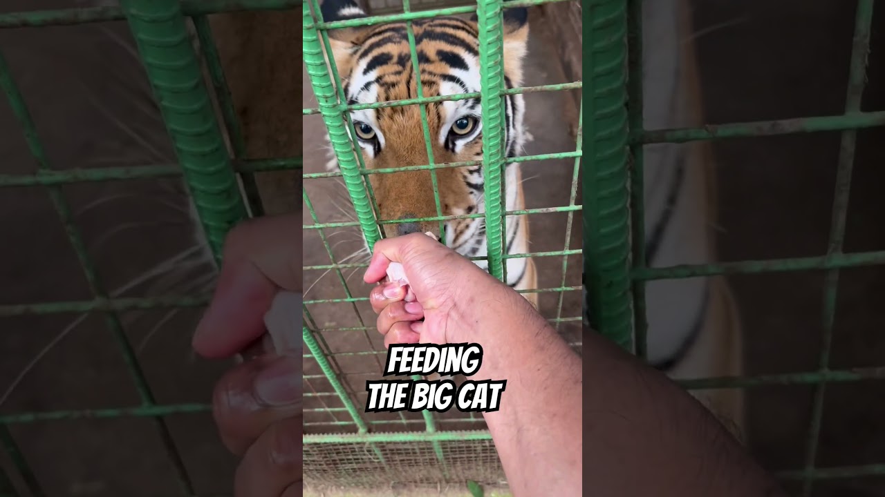 Experience feeding the BIG CAT TIGER.