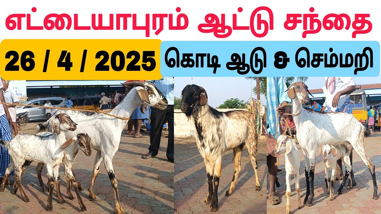 26 / 4 / 2025 / எட்டையாபுரம் ஆட்டு சந்தை /கொடி ஆடு சந்தை #எட்டையாபுரம் #ஆடு #goat #goatmarket #சந்தை