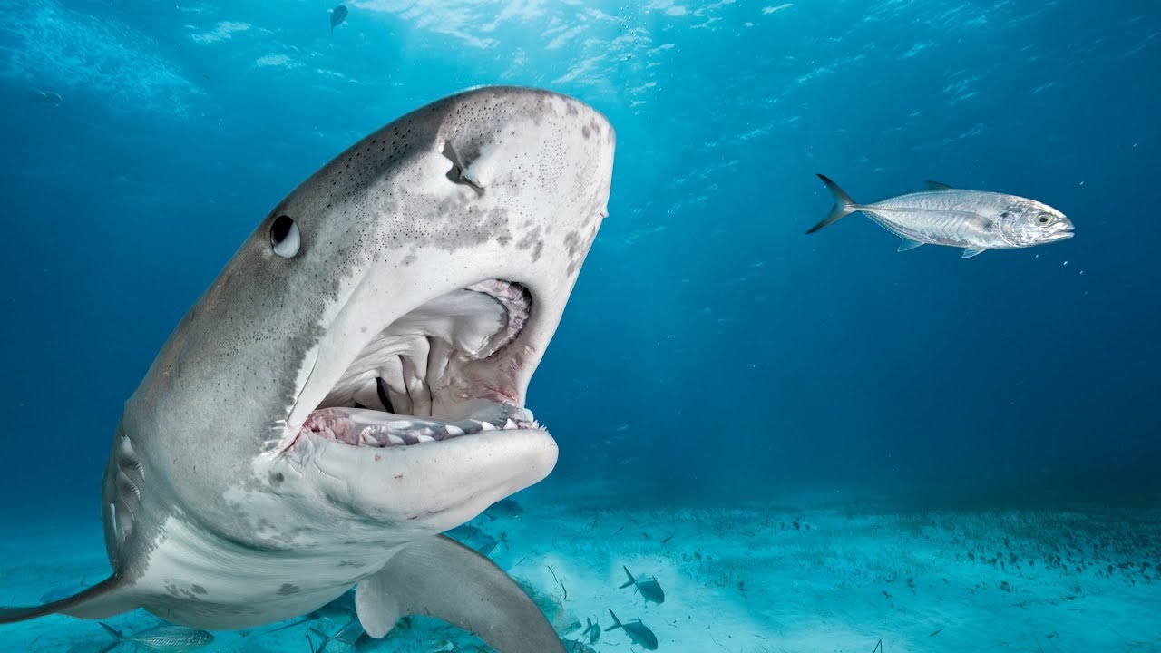 Shark Fest | Nat Geo Wild | 25-07