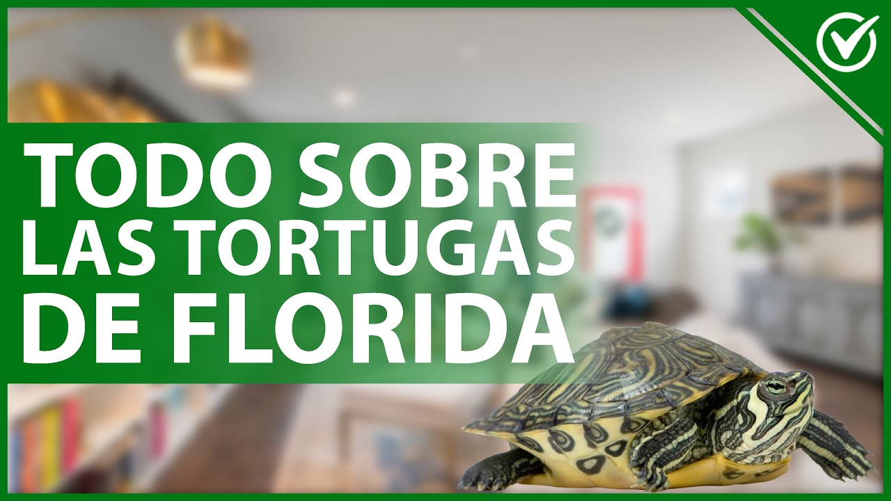 🐢 Cu&aacute;les son las caracter&iacute;sticas de las TORTUGAS de FLORIDA - F&iacute;sico y car&aacute;cter 🌴🐢