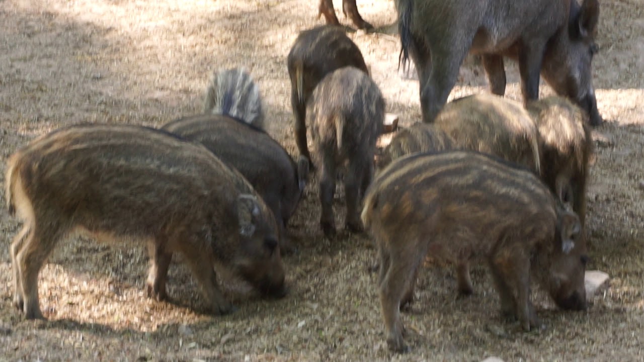 Wild boar family