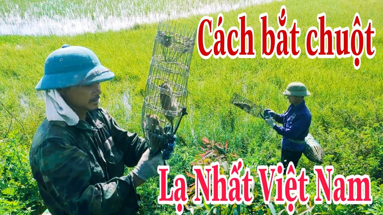 Xem Đã Mắt Với Màn Bắt Chuột|Có Một Không Hai|Manh VLogs