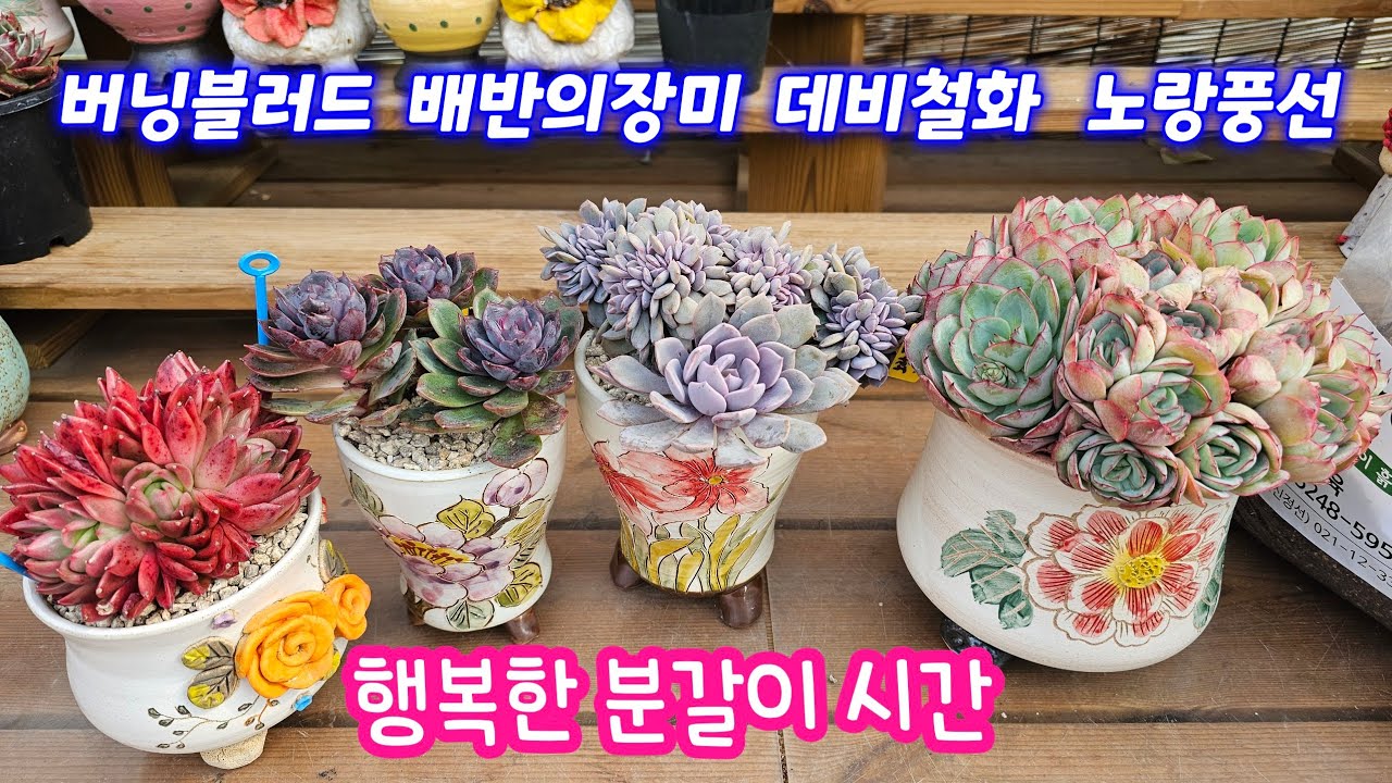 26.2.16 🌹버닝블러드 노랑풍선 배반의장미 데비철화 분갈이해요🌹 #스피드다육 010-5248-5955 