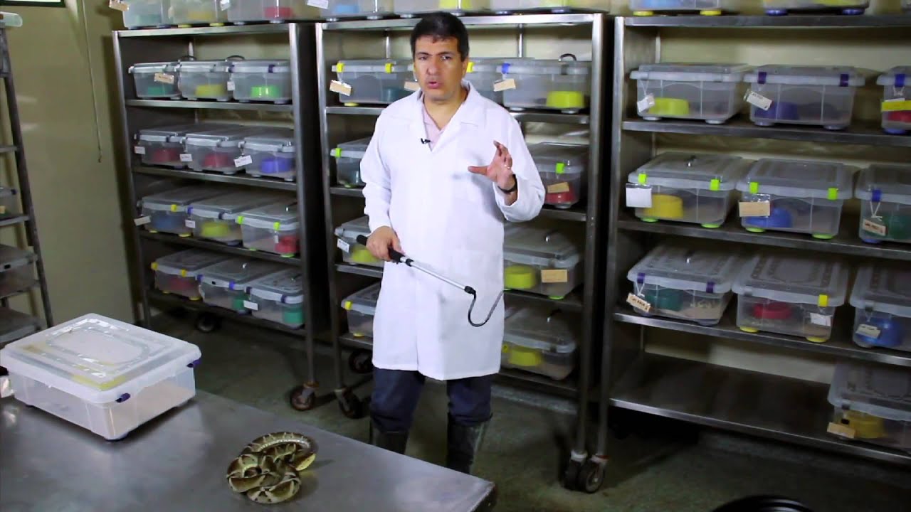 Aula 2-- parte II: Ecologia e classifica&ccedil;&atilde;o de serpentes pe&ccedil;onhentas
