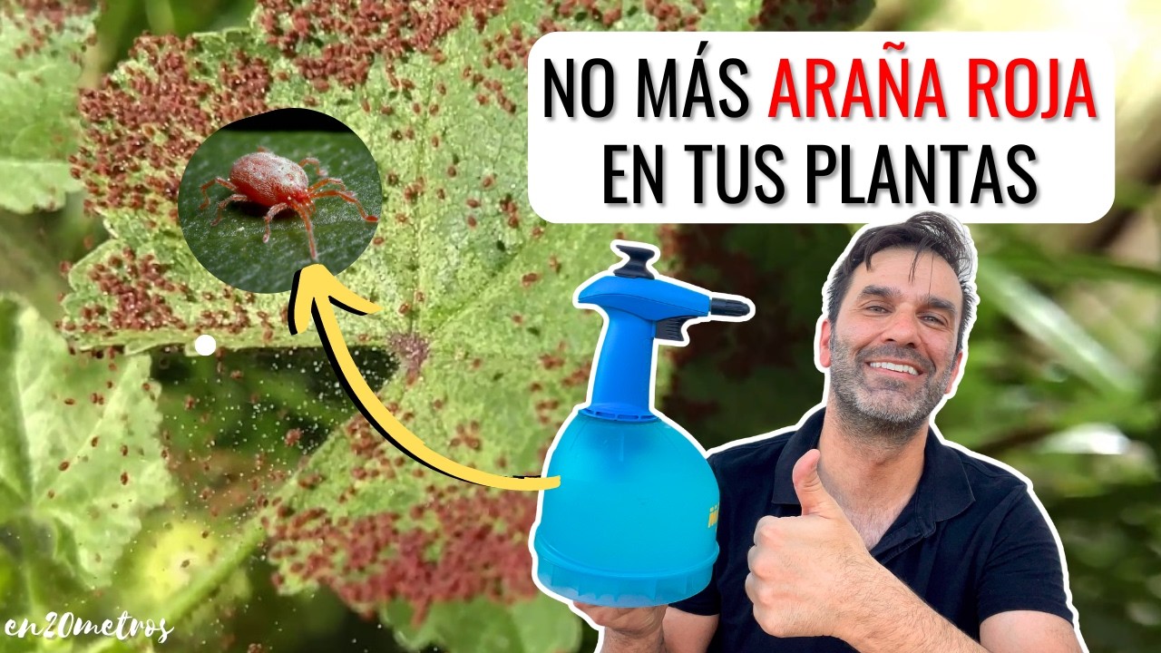 ELIMINAR ARAÑA ROJA, SOLUCIÓN ECOLÓGICA: insecticida para #arañuela (spider mite) || en20metros