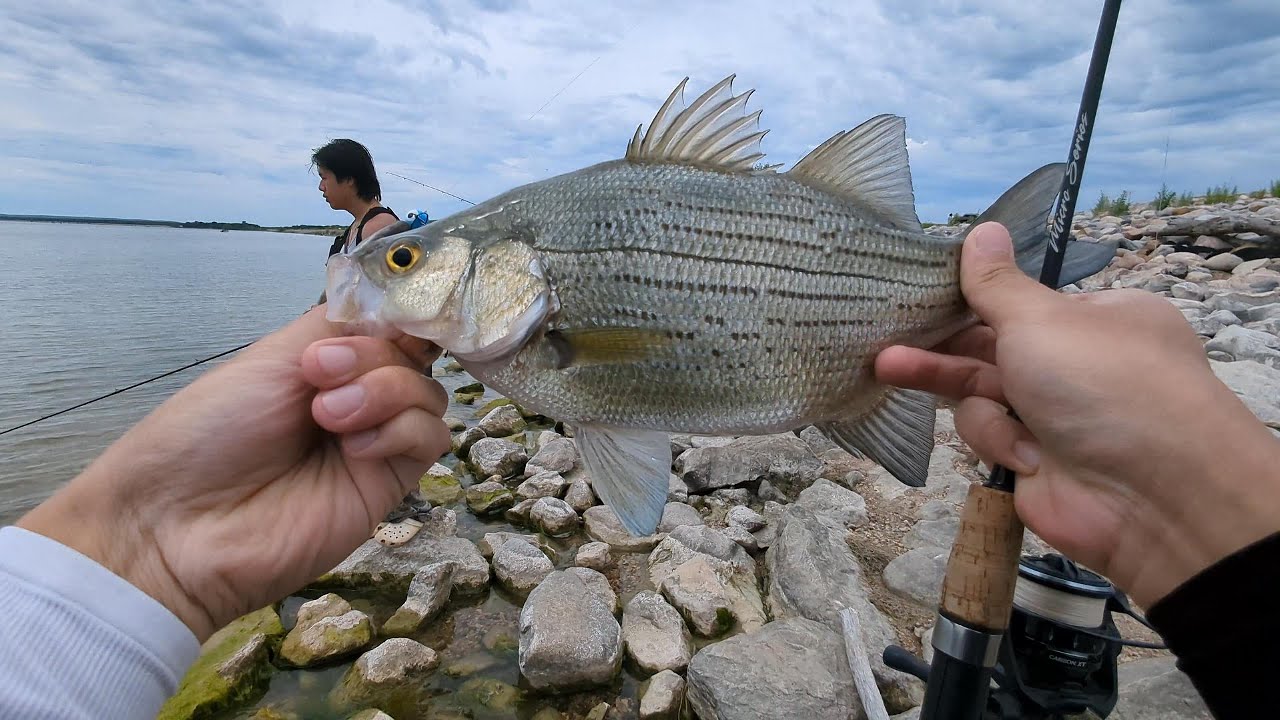 White Bass At Devils Lake, North Dakota