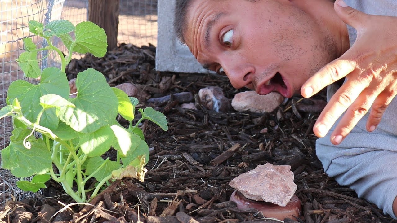 CHEAPEST Way to Garden in the DESERT