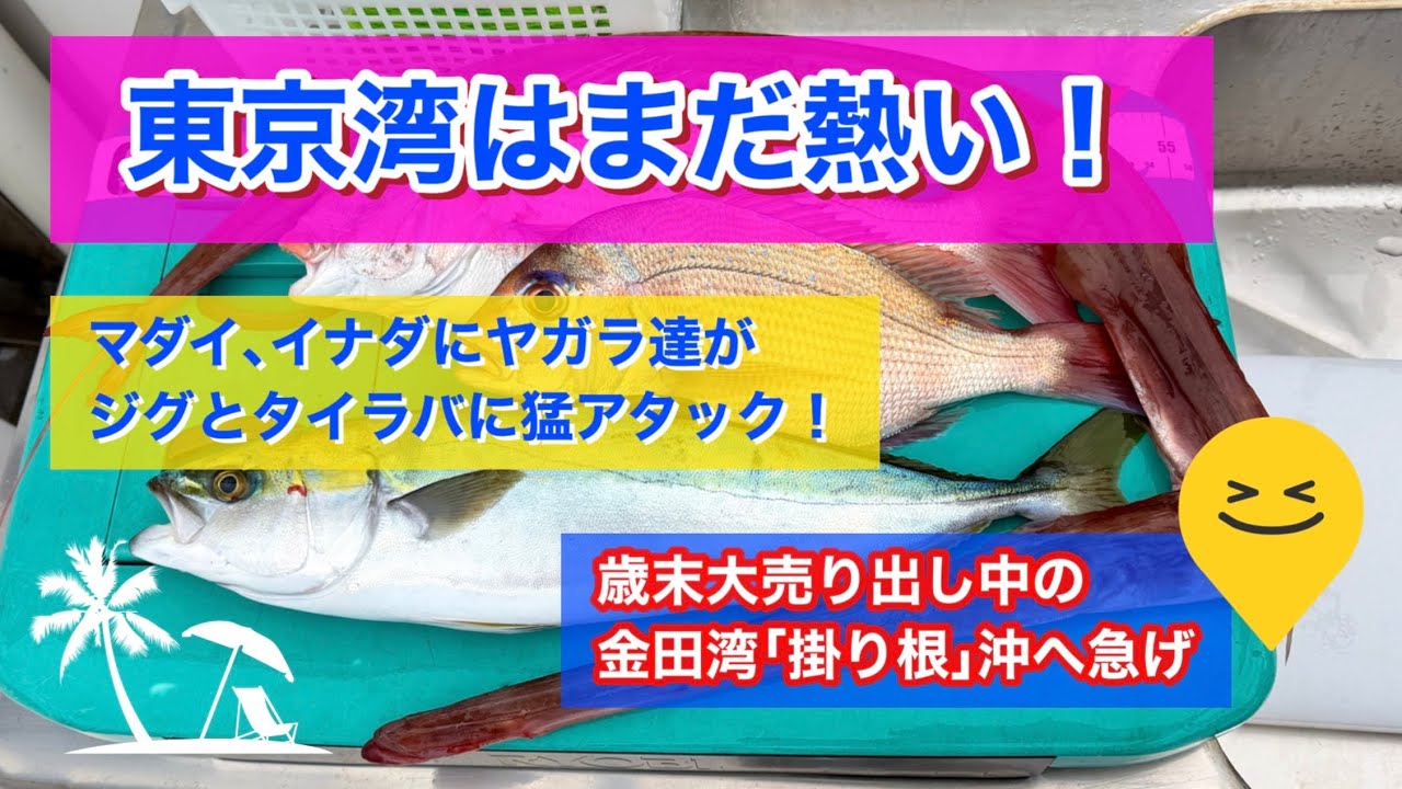 2025年12月20日東京湾 掛り根沖のアカヤガラ＆イナダ､マダイ