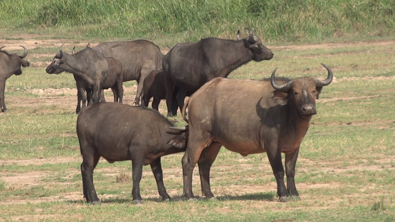 Baby buffalo feeding behind - Queen Elizabeth NP - Uganda - Feb. 2017
