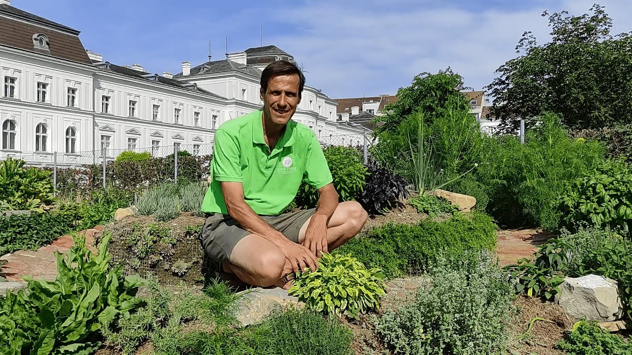 Kräutervielfalt für Balkon&Garten 🌿 Basilikum, Rosmarin, Minze, Oregano & Currykraut selber anbauen