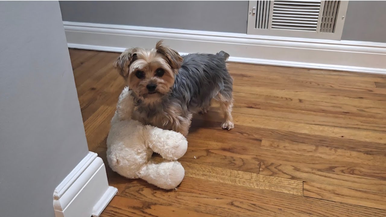 Rylie Wouldn’t Go to Bed Without Rosie 🥹🐾  #cutedog #yorkie #bedtime #dog #cutenessoverload 