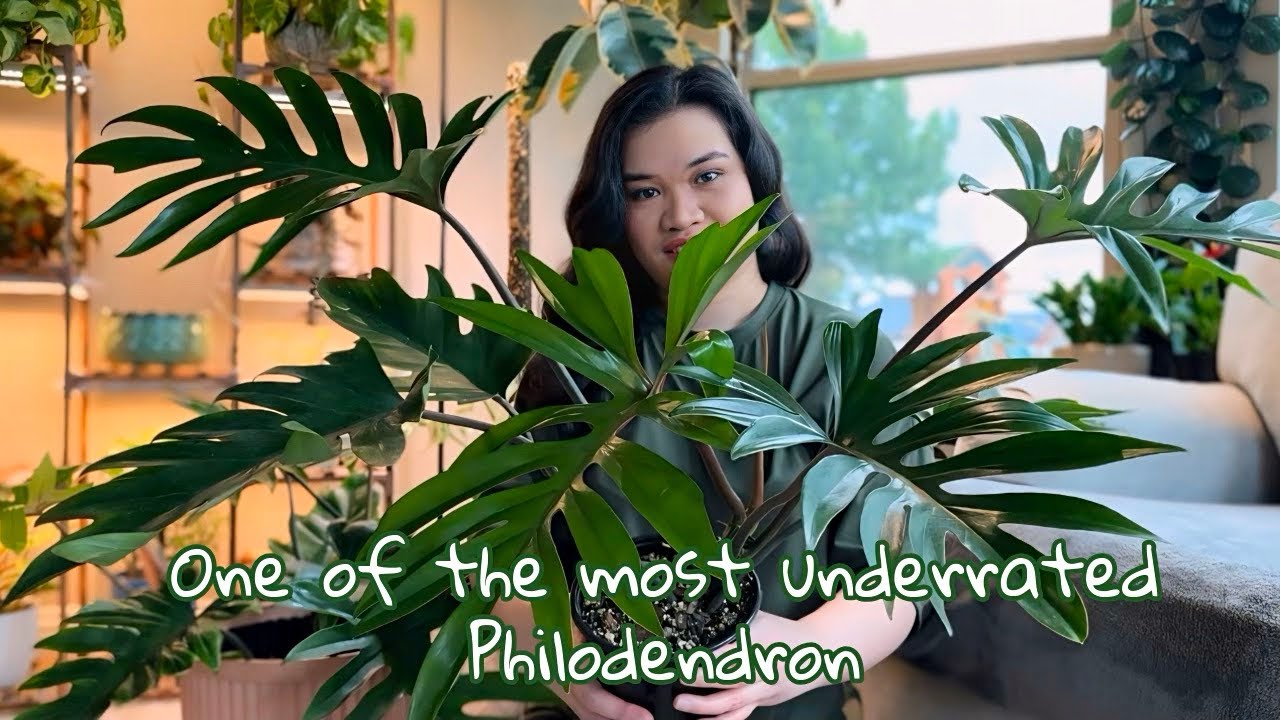 PHILODENDRON MAYOI: Repot & Propagation🪴
