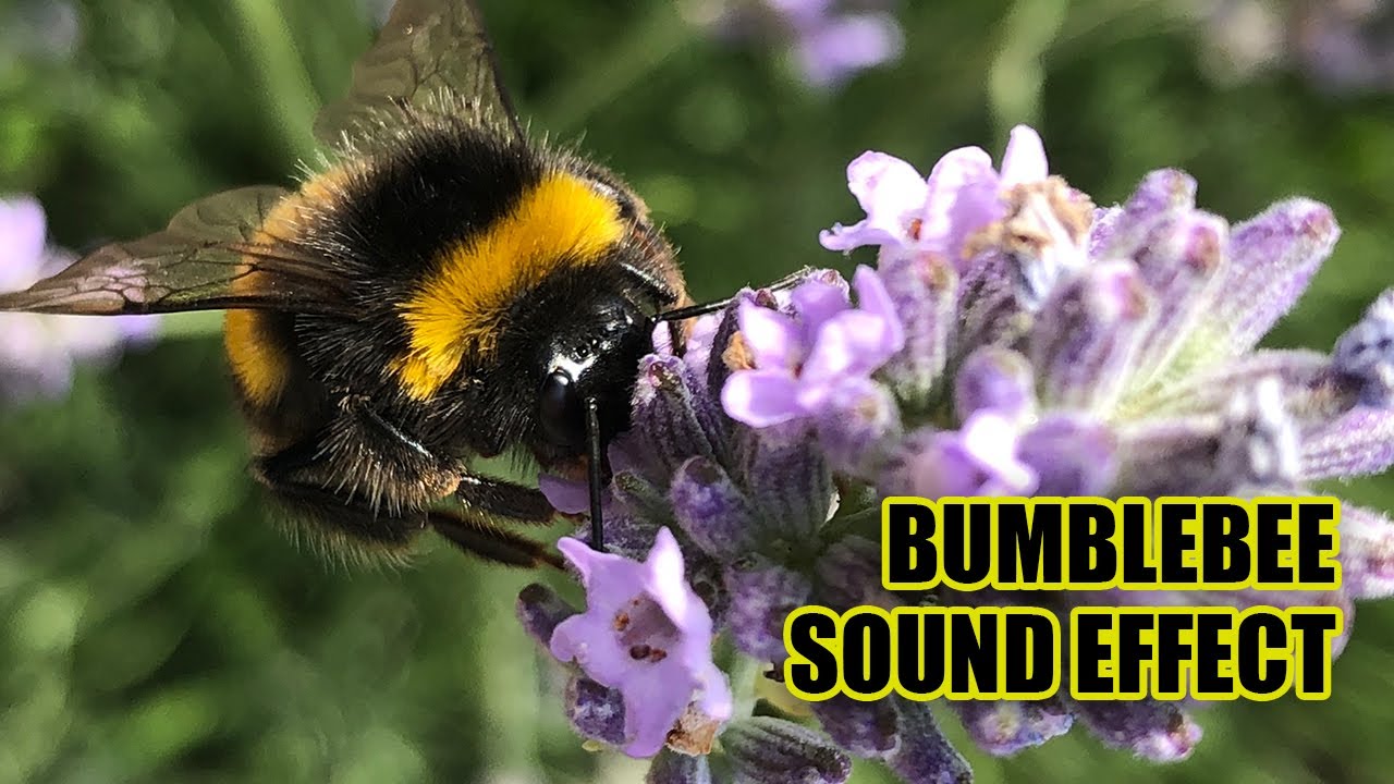 Bumblebee Sounds 🐝  Bee Sound Effects 🐝 Bumblebee Buzzing