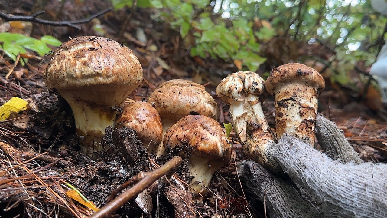 松茸山できのこ狩りしたら大量すぎて発狂　ナラタケも大爆発